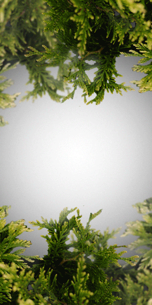 アニメーションバナー2